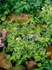 Hedera helix 'Little Diamond', Efeu, grün-weiß, ca. 9x9 cm Produktbild-Vorschau 6