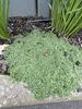 Stauden Gänge 100 x Thymus praecox 'Minor' - Produktbild-Vorschau 6