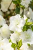 Rhododendron obtusum 'Schneeperle', weiß, 15–20 cm Produktbild-Vorschau 9