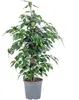 Birkenfeige - pflegeleichte Zimmerpflanze, Ficus benjamini Produktbild-Vorschau 1