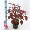 XXL Hibiscus moscheutos Carousel Pink Passion Hibiskus Podgląd zdjęcia produktu 2