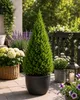 Picea glauca Conica 50 cm Zuckerhutfichte Zwergfichte Produktbild-Vorschau 1