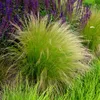 Bloomique - 3er Set - Stipa Tenuissima Pferdeschwänze - Produktbild-Vorschau 1