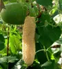 Hubová tekvica (Luffa cylindrica)  – 20 semien Náhľad obrázku produktu 2