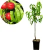 Prunus Persica 'Nectared' Nektarine - Höhe 100 cm - Produktbild-Vorschau 1