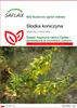 SAFLAX - Słodka koniczyna - 250 Nasiona - Melilotus Podgląd zdjęcia produktu 1