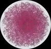 Glassteine Glasbruch Deko Glassteine 2-4 mm, Set 8 x 100 g Produktbild-Vorschau 8