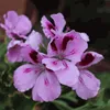 Anti-Moskito-Pflanze - 6 Stk - Pelargonium - Höhe 15-25cm - Produktbild-Vorschau 3
