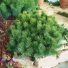 Pinus mugo 'Mops', Bergkiefer, kompakt, ca. 9x9 cm Topf Produktbild-Vorschau 12
