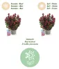 Leucothoe Curly Red - Rojo - Perenne - Bajo mantenimiento - Vista previa de la imagen del producto 10