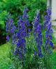 Aconitum napellus, Eisenhut, tiefblau, ca. 11x11 cm Topf Produktbild-Vorschau 6