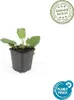 Zier-Salbei (Salvia nemorosa 'Mainacht') - Topfgröße 9 cm - Produktbild-Vorschau 2