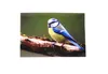 3 D Ansichtskarte Blaumeise, Postkarte Wackelkarte Produktbild-Vorschau 2