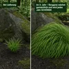 Stauden Gänge 5 x Hakonechloa macra im 1 Liter Topf - Produktbild-Vorschau 4