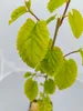 Lot de 4 mûriers blancs (Morus alba) – Hauteur : 25 cm – Voir les images du produit 4