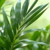Howea Forsteriana (palmier Kentia) - Grande plante Voir les images du produit 3