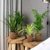 Bloomique - 4er-Mix - Luftreinigende Pflanzen - Dracaena - Produktbild-Vorschau 8
