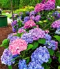 BALDUR Garten 1x Winterharte Freiland-Hortensie L.A. Produktbild-Vorschau 6
