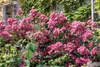 Rosa 'Mozart', Strauchrose, rosa, 5-7,5 Liter Container Produktbild-Vorschau 4