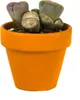 Gardners Lithops mix, priemer 6 cm Náhľad obrázku produktu 2
