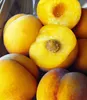 BALDUR Garten Pfirsich-Aprikose 'Honeymoon', 1 Pflanze, Produktbild-Vorschau 2
