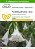 SAFLAX - Andělská trubka / Bílá - Brugmansia suaveolens - Náhled obrázku produktu 1