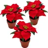 3.08 Poinsettia 20 cm en pot de terre cuite - Poinsettia / Voir les images du produit 1