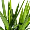 Yucca Elephantipes géant, plante d'intérieur, Ø27cm, 160cm, Voir les images du produit 4