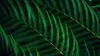 A close-up, dark, and moody shot of a fern leaf. Voir les images du produit