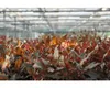 Papageienblatt breitblättrig - Alternanthera reineckii rot Produktbild-Vorschau 3