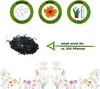 Stauden-Schleierkraut weiß Samen - Gypsophila paniculata - Produktbild-Vorschau 2