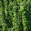 Japanischer Spindelstrauch Euonymus japonicus Green Spire Produktbild-Vorschau 1