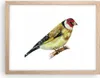 Gerahmtes Poster - Rahmen in heller Eiche - Stieglitz Vogel Produktbild-Vorschau 1