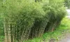 Stauden Gänge 3 x Fargesia robusta 'Pingwu' im C2 Topf - Produktbild-Vorschau 6