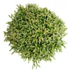 Rhipsalis burchelli - korálový kaktus - v květináči 12 cm - Náhled obrázku produktu 2