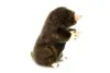Talpa di peluche 18 cm Anteprima dell’immagine prodotto 2