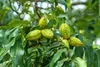 Carya illinoinensis, pekanový orech, výška 90 cm, 3-litrový Náhľad obrázku produktu 2