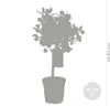 Bloomique - Citrus Calamondin - Zimmerorange - Zitrusbaum - Produktbild-Vorschau 3