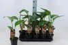 Strelitzia nicolai 25 cm Drzewo Strelitzia Drzewo Kwiat Podgląd zdjęcia produktu 1