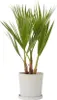 A potted palm plant on a white background. Podgląd zdjęcia produktu
