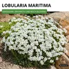 Steinkraut Duftsteinrich Schneedecke Samen - Lobularia Produktbild-Vorschau 2