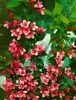 Weigela 'Styriaca', Weigelie, rosa Blüten, 60–100 cm Produktbild-Vorschau 3