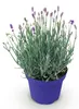 Levandule (Lavandula angustifolia) Hidcote, mrazuvzdorná, Náhled obrázku produktu 2