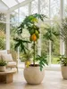 Papaya „Bisexual“ ca. 120 cm – Carica papaya – exotischer Produktbild-Vorschau 1