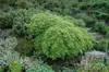Acer palmatum 'Dissectum Viridis', Grüner Fächerahorn, Produktbild-Vorschau 2