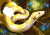 Internat der bösen Tiere, Band 3: Die Reise Produktbild-Vorschau 7
