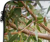 MuchoWow® Laptop Hülle 14 ZollKoala - Baum - Blätter - Produktbild-Vorschau 3