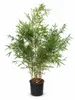 Fargesia robusta 'Campbell' 140–200 cm – Zimozielona Podgląd zdjęcia produktu 4
