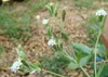 SAFLAX  - Chanvre d'eau - 100 graines - Stevia Voir les images du produit 8