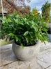 A potted plant sits on a wooden surface with trees and a building in the background. Voir les images du produit